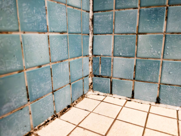 Best Mold Documentation for Insurance Claims  in Rosanky, TX