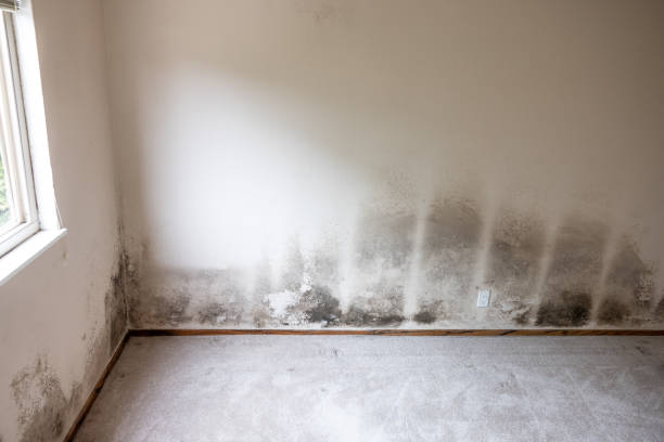 Professional Mold Removal in Rosanky, TX